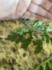 Parthenium hysterophorus