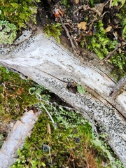 Cladonia chlorophaea