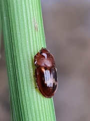 Amphotis marginata