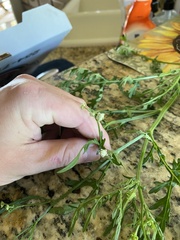 Parthenium hysterophorus