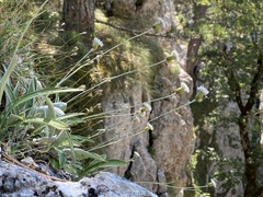Amphoricarpos neumayerianus