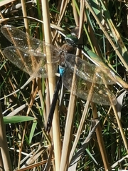Anax parthenope