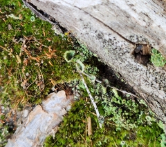 Cladonia chlorophaea