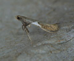 Caloptilia stigmatella