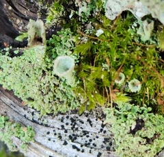 Cladonia chlorophaea