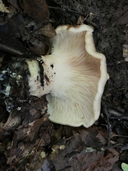 Hohenbuehelia petaloides