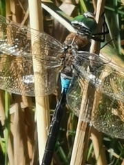 Anax parthenope