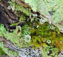 Cladonia chlorophaea