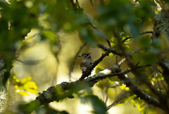Lophophanes cristatus