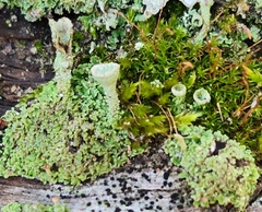 Cladonia chlorophaea