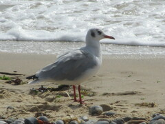 Chroicocephalus ridibundus
