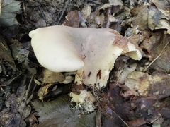 Hohenbuehelia petaloides