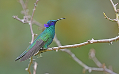 Sparkling Violetear photo 1