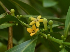 Cyclophyllum schultzii