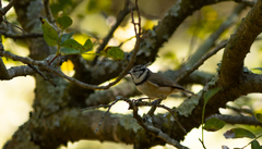 Lophophanes cristatus