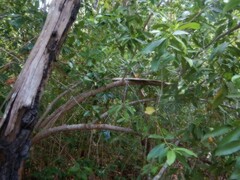Cyclophyllum schultzii