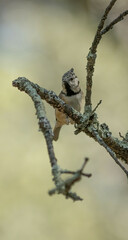 Lophophanes cristatus