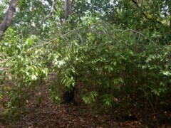 Cyclophyllum schultzii