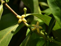 Cyclophyllum schultzii