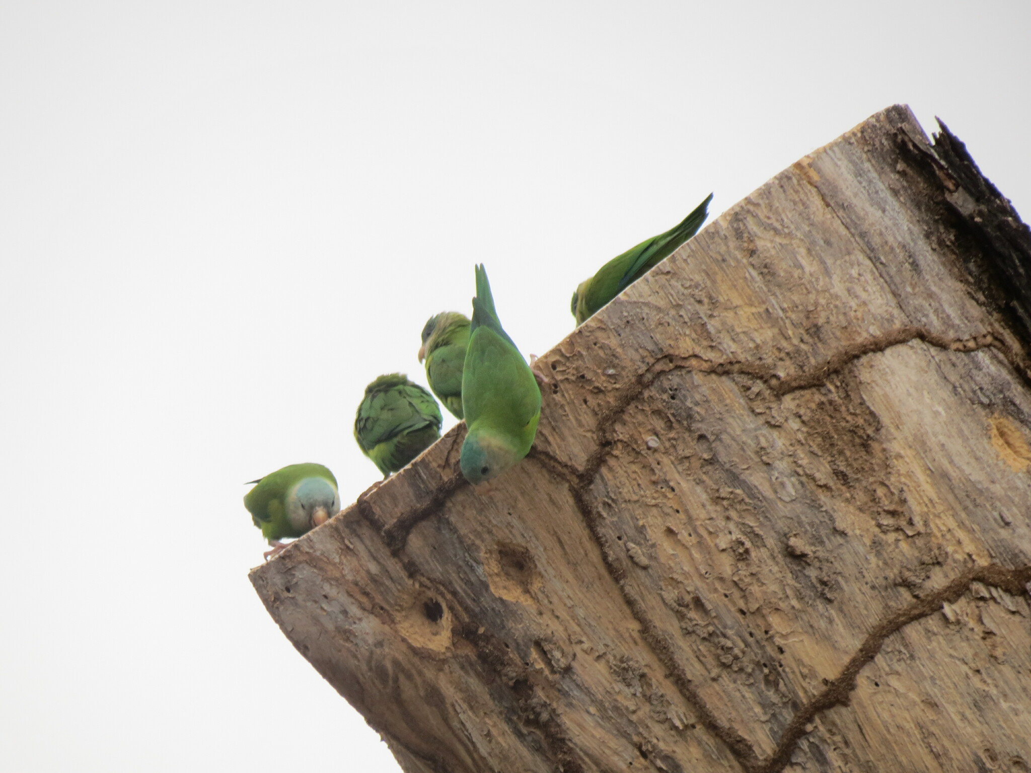 Grey-cheeked Parakeet (Brotogeris pyrrhoptera), photo 5