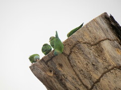 Brotogeris pyrrhoptera