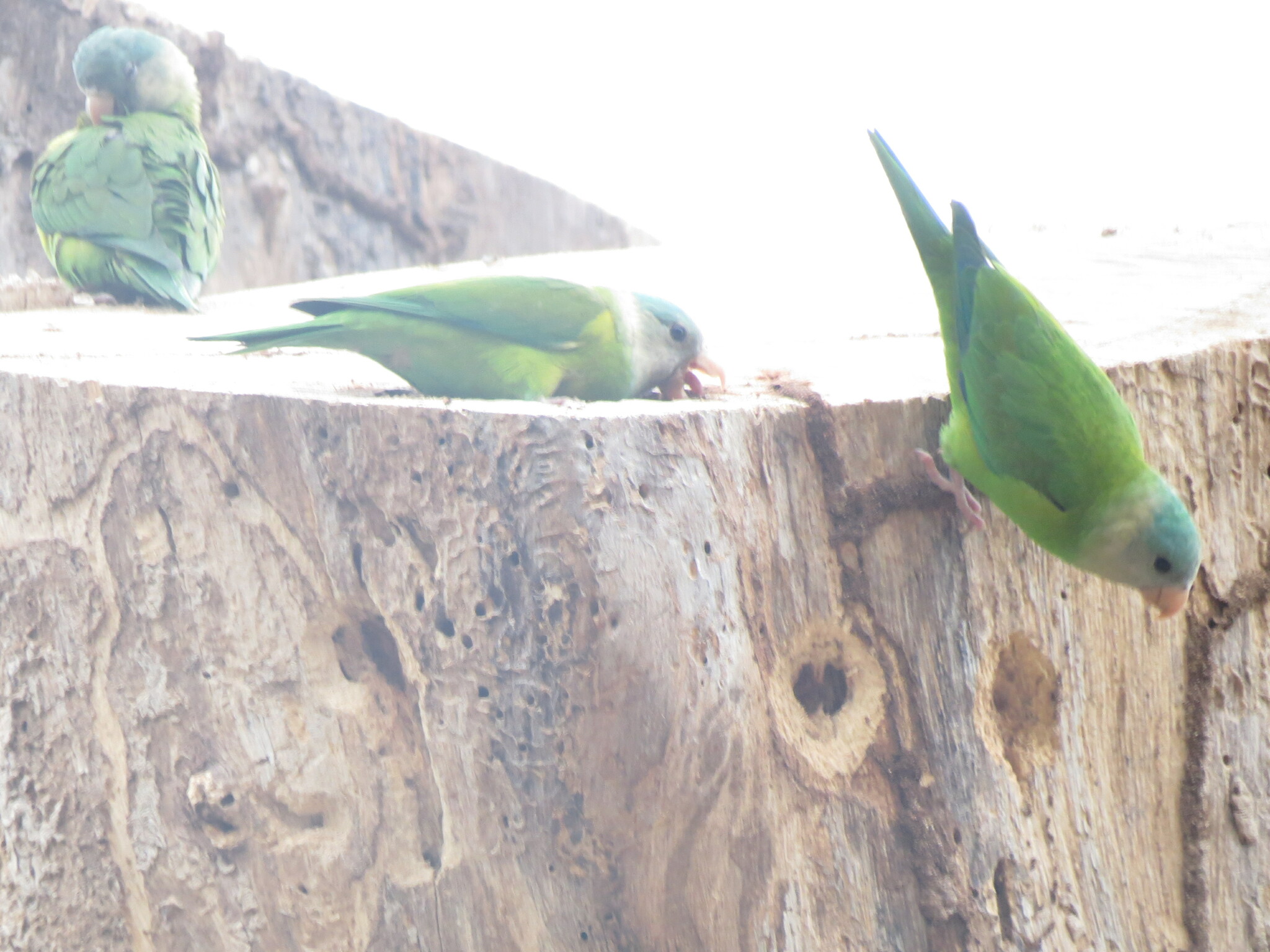 Grey-cheeked Parakeet (Brotogeris pyrrhoptera), photo 6