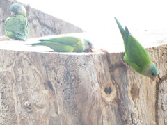 Brotogeris pyrrhoptera