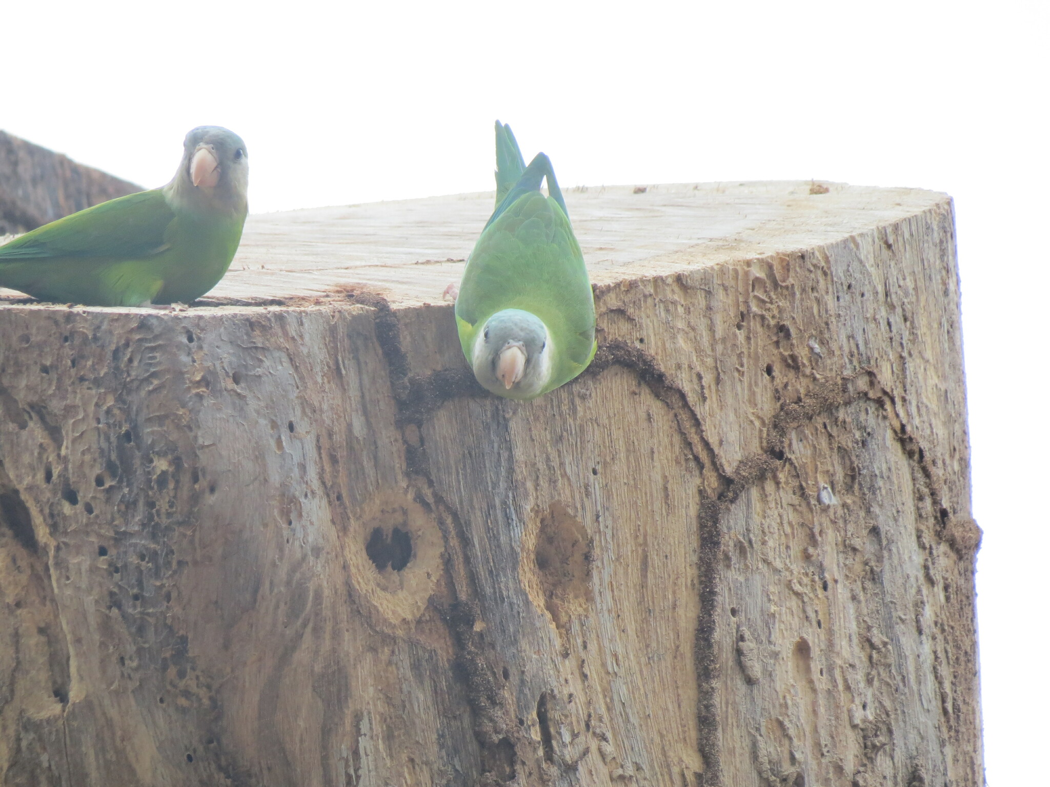 Grey-cheeked Parakeet (Brotogeris pyrrhoptera), photo 7