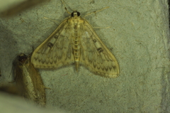 Herpetogramma aquilonalis