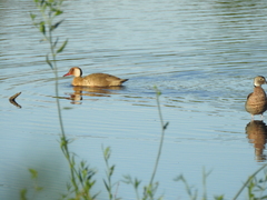 Amazonetta brasiliensis