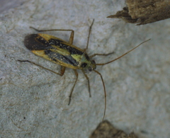 Stenotus binotatus