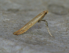 Caloptilia