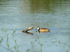 Amazonetta brasiliensis