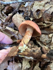 Cortinarius bolaris