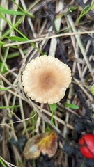 Tubaria dispersa