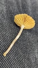 Tubaria dispersa