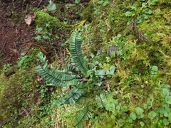 Asplenium monanthes