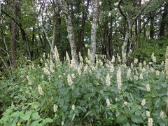 Agastache scrophulariifolia