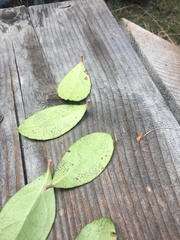 Gaultheria procumbens image