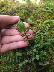 Asplenium monanthes