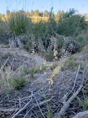 Lepidium perfoliatum