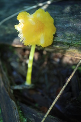 Pluteus chrysophlebius