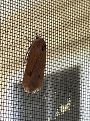 Abagrotis alternata