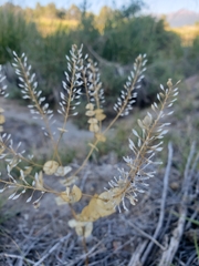 Lepidium perfoliatum