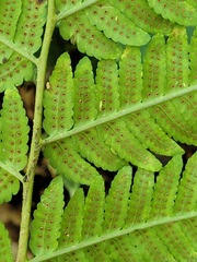 Dryopteris goldieana