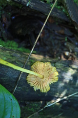 Pluteus chrysophlebius