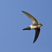 Antillean Palm-Swift - Photo (c) Josh Vandermeulen, some rights reserved (CC BY-NC-ND)