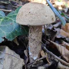 Leccinum duriusculum