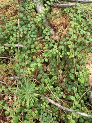 Gaultheria hispidula