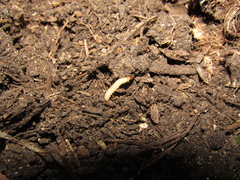 Plodia interpunctella